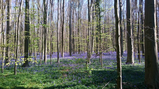 Vancouver - Natural colors