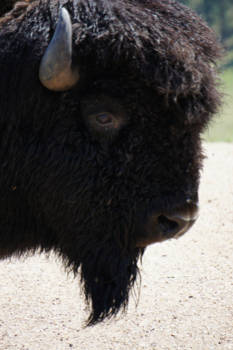 Verenigde Staten - Wat een mooierd in Custer N.P.