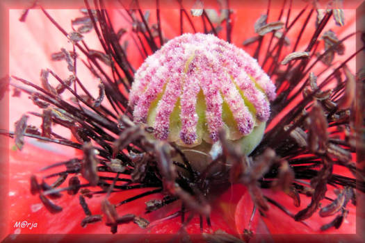 Canada - In de kern van een "simpele" klaproos.....