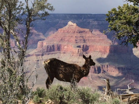 Grand Canyon - amazing view!