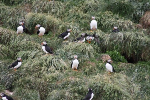 Toronto - Daar komt de papagaaiduiker !