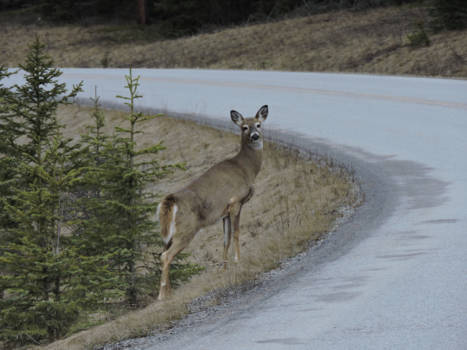 Banff National Park - Verwondering op de Bow valley parkway Canada.