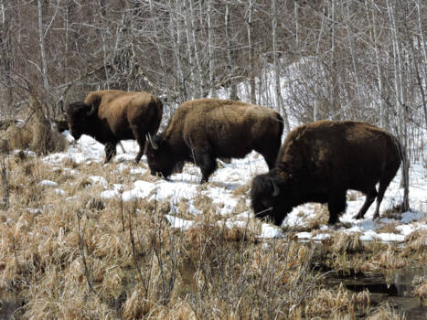 Canada - Prachtige dieren in Elk island national park alberta. Blij dat ik ze heb mogen spotte
