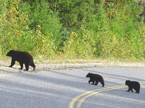 Wells Gray provincial park - Letterlijk beren op de weg zien