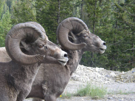 Victoria (Canada) - Big horn sheep encounter next to our car