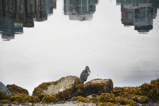 Vancouver - Reiger in Vancouver