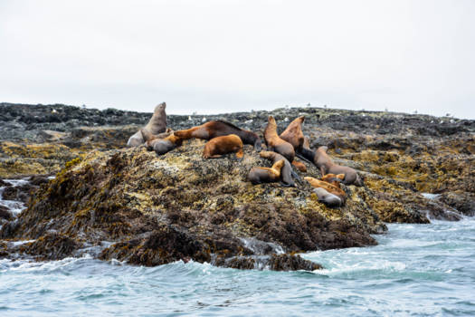 Tofino - Zeeleeuwen in Tofino