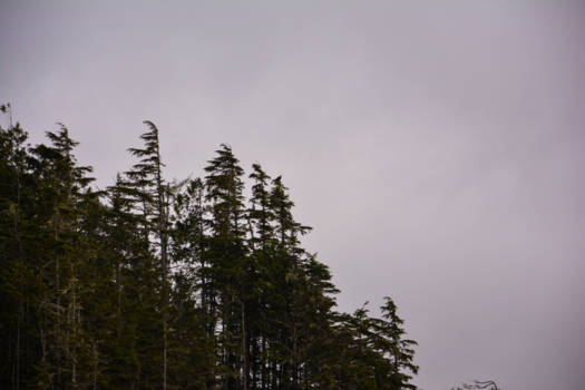Tofino - Zoek de Adelaar