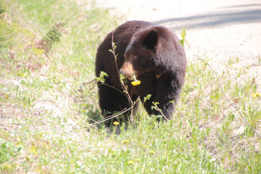 Banff National Park - Smakelijke paardenbloem