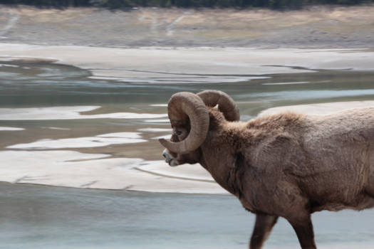 Banff National Park - Big horn sheep