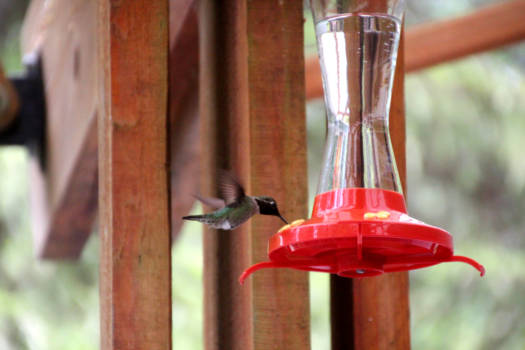 Banff National Park - Kolibri op Vancouver Island