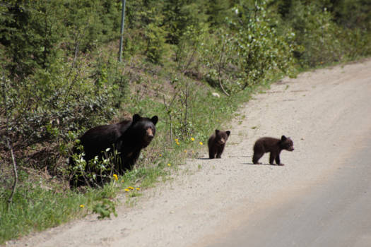 Banff National Park - Gezinsuitbreiding in Wells Grey Park