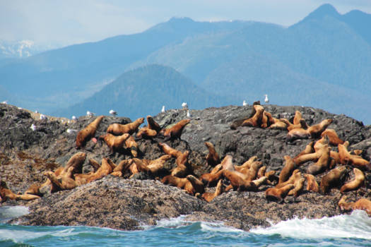 Banff National Park - Zeeleeuwen Vancouver Island