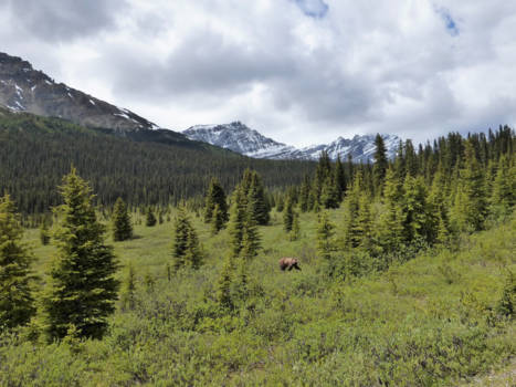 Québec - Van Park Gate Banff National Park richting Rocky Mountain House