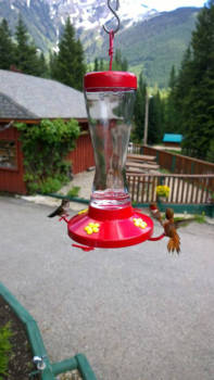 Vancouver Island - 3 kolibrie's Vancouver Island