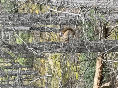 Banff National Park - Gevaarlijke bosbewoner