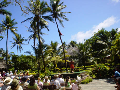Verenigde Staten - Palmbomen door Hawaï .......