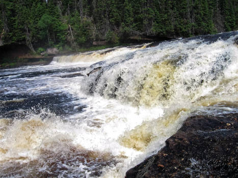 Newfoundland - Salmon jumping up the river!