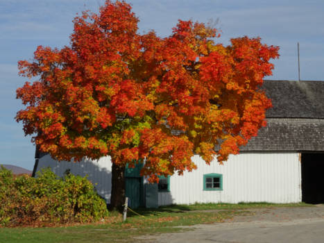 Canada - Indian summer in canada