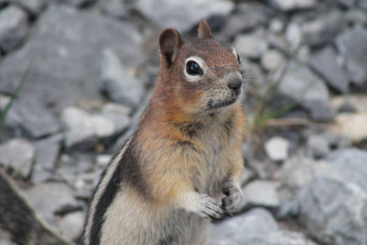 Vancouver Island - Beautiful chipmunk