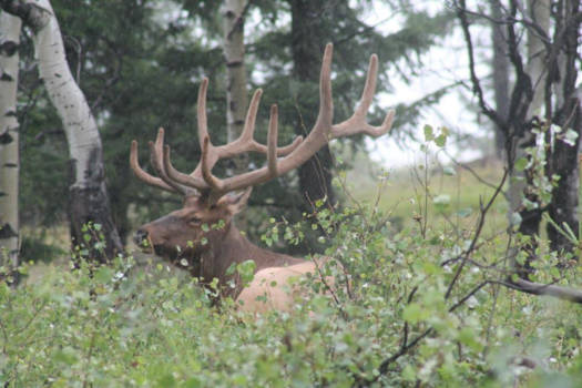 Vancouver Island - Majestic moose