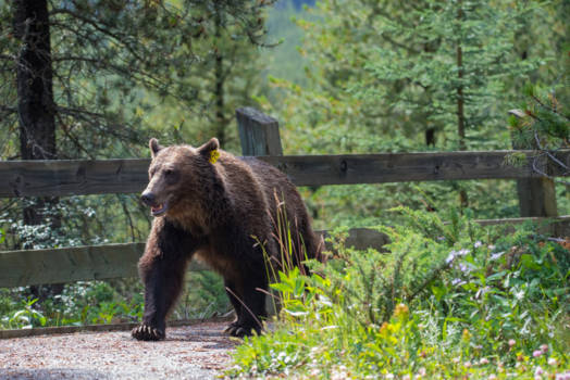 Banff National Park - Grizzly beer in Banff!