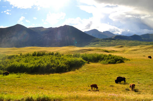 Canada - Grazing buffalo's at Waterton Lakes National Park, AB, Canada