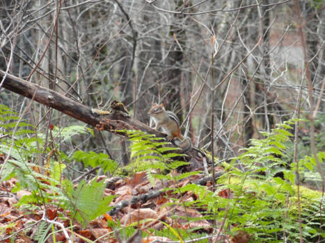Québec - Een fotogenieke Chipmunk in Parc national de la Jacques-Cartier.