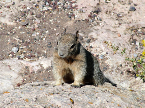 Grand Canyon - Grand Canyon wildlife