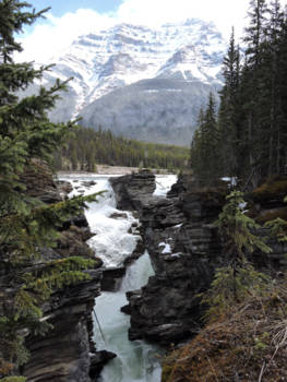 Jasper National Park - Voorjaar in aantocht bij de Athabasca falls.