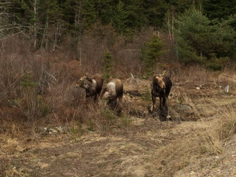 Algonquin provincial park