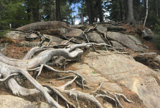 Algonquin provincial park