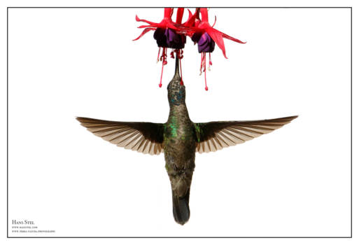 Canada - Hummingbird