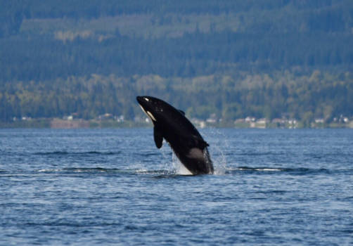 Campbell Rivier - Puur natuur