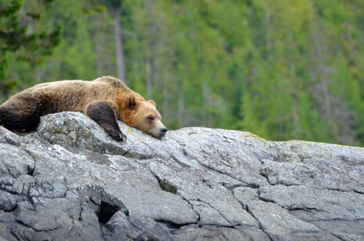 Vancouver Island - slapen als een beer