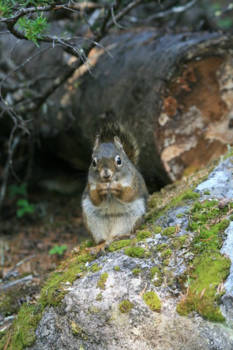 Canada - little Chip at Lake Louise