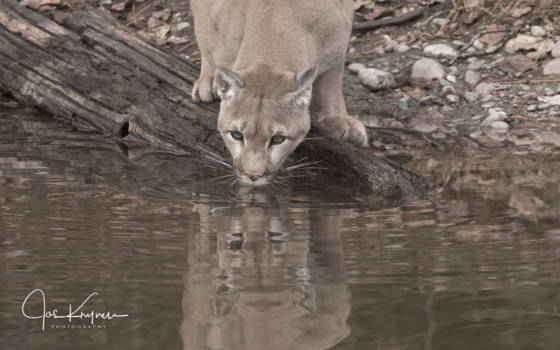 Victoria (Canada) - Cougar waakzaam tijdens drinken.