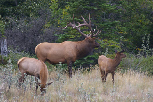 Canada - Majestic...