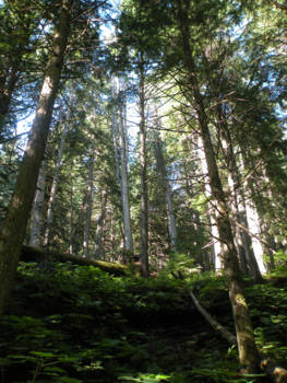 Canada - Just woods!