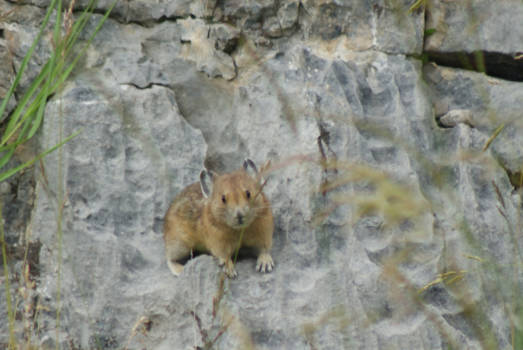 Canada - Pica, in de buurt van Jasper