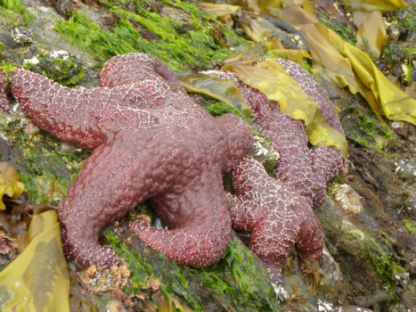 Canada - Zeesterren, Vancouver Island, Pacific Rim NP