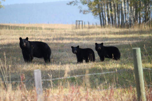 Prince George - Black bears are watching you