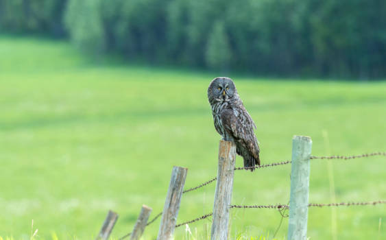 Calgary - Na Kilometers  gereden te hebben ,en dan opeens ...