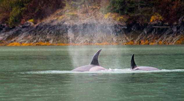 Canada - orca's campbell River