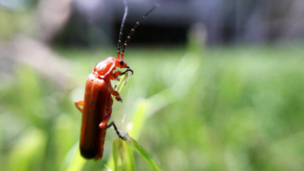 Canada - De natuur in het klein