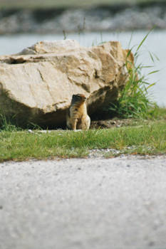 Banff National Park - Waar blijven ze nou?