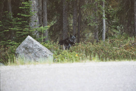 Banff National Park - Wolf, Jasper Mailgne Lake Rd