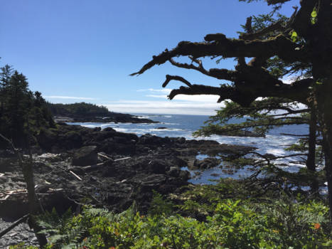 Vancouver Island - Brown beach