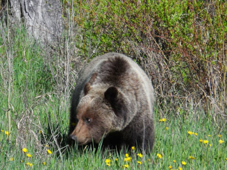Canada - Kom niet te dicht in m'n buurt dacht deze Grizzly, op 5 meter van onze auto in Jasper