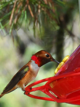 Canada - Deze prachtig colibrie hadden we niet verwacht te zien in The Rock Mountains.